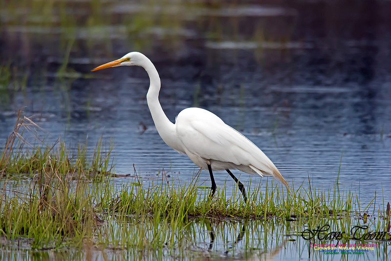 Great Egret