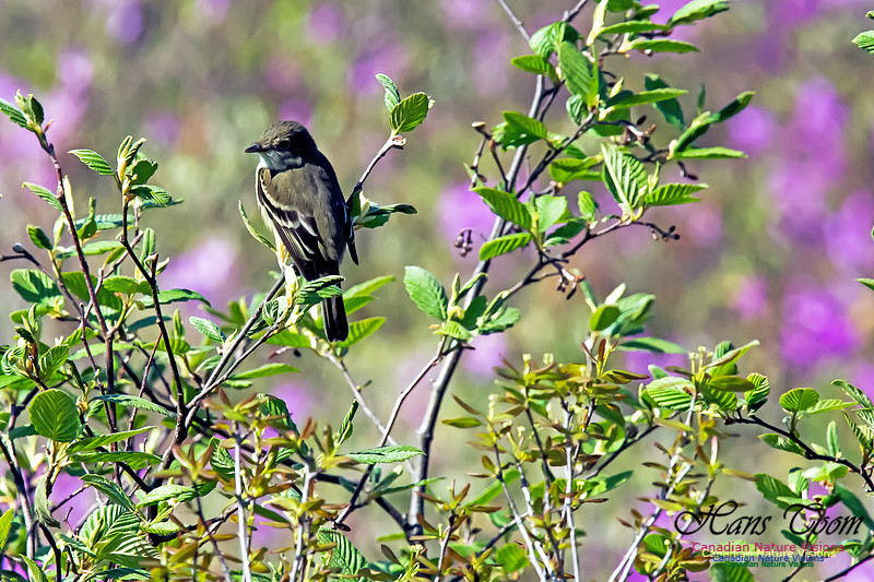 Alder Flycatcher