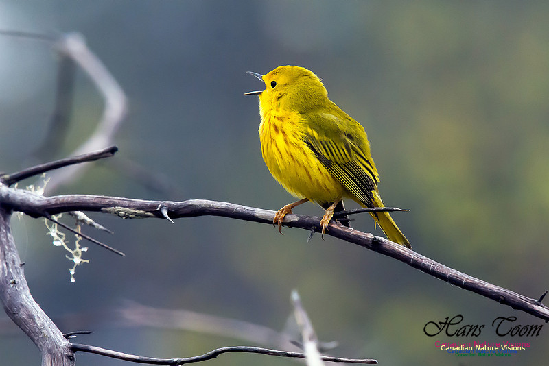 Yellow Warbler