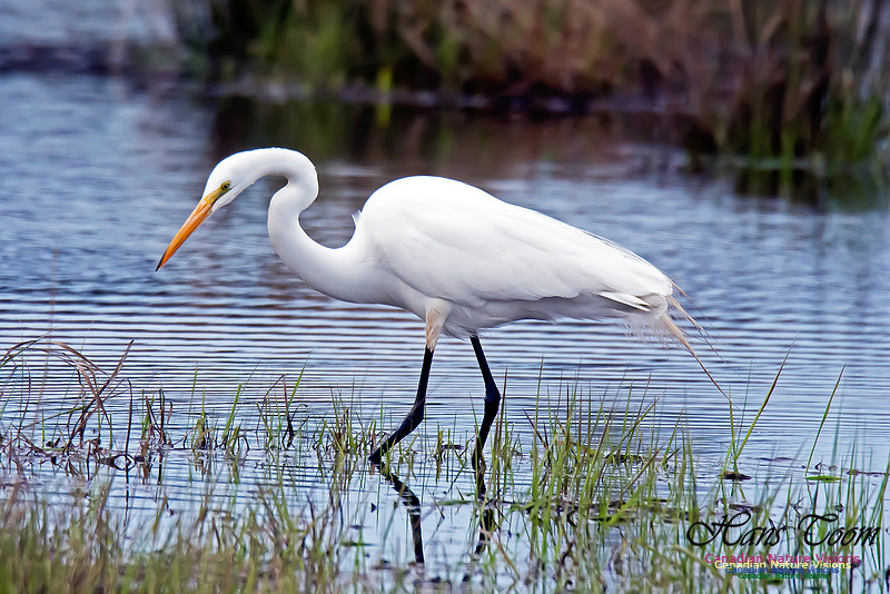 Great Egret