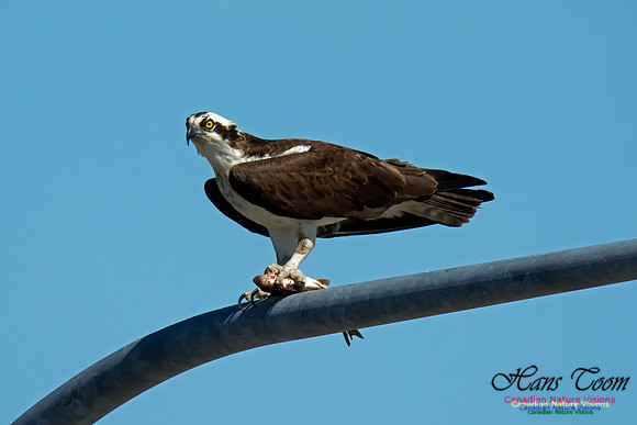 Osprey