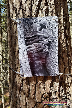 Tree Photo #6
