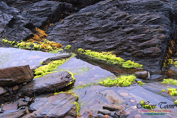 Flat Island Lichens