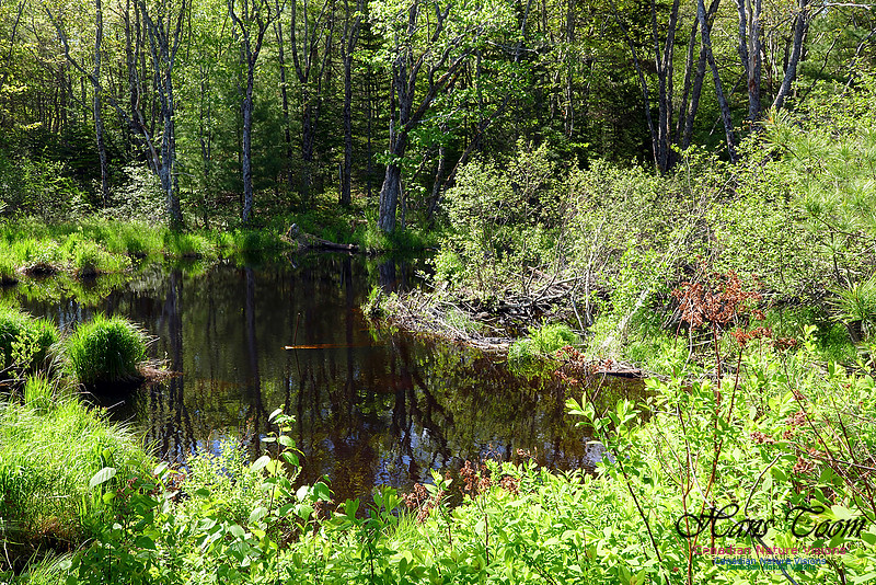 Warbler Walk June 5, 2016