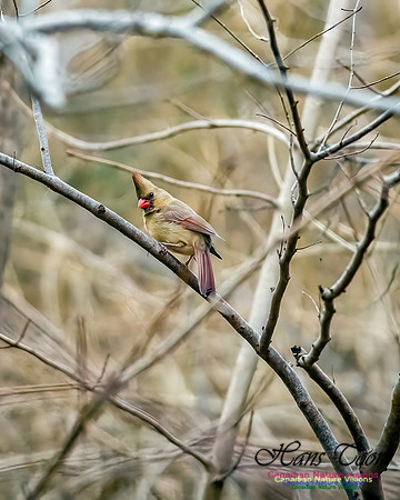 Northern Cardinal 203