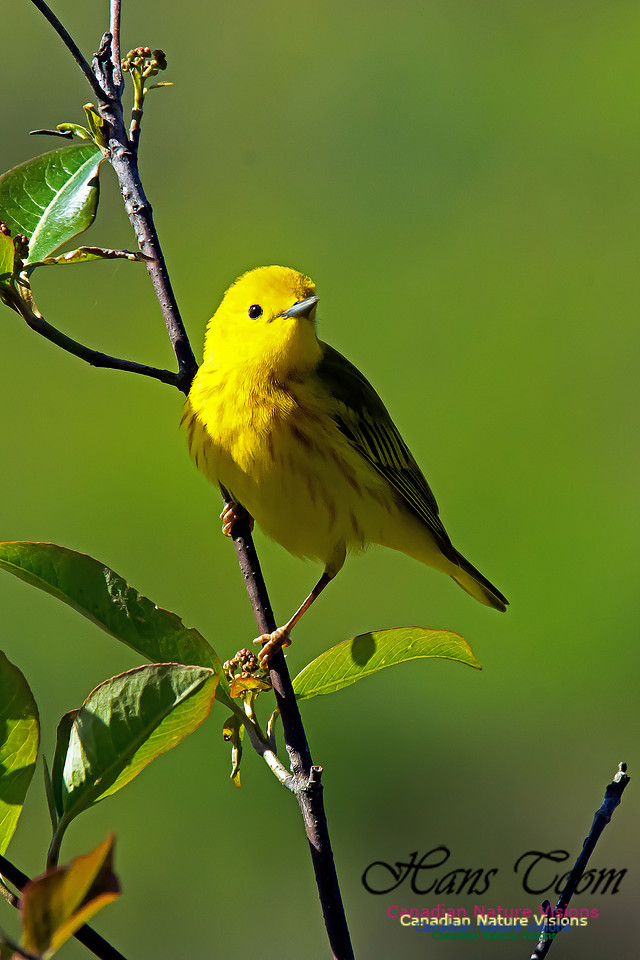 Yellow Warbler