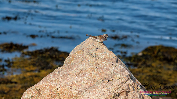 Nova Scotia Scenes 102