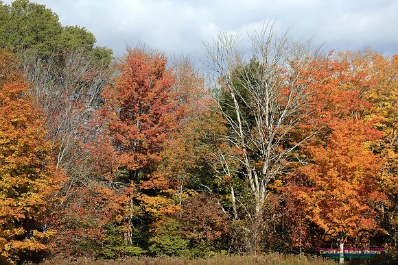 FallColours2016-1042