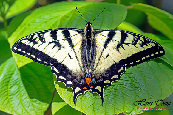 TigerSwallowtail11