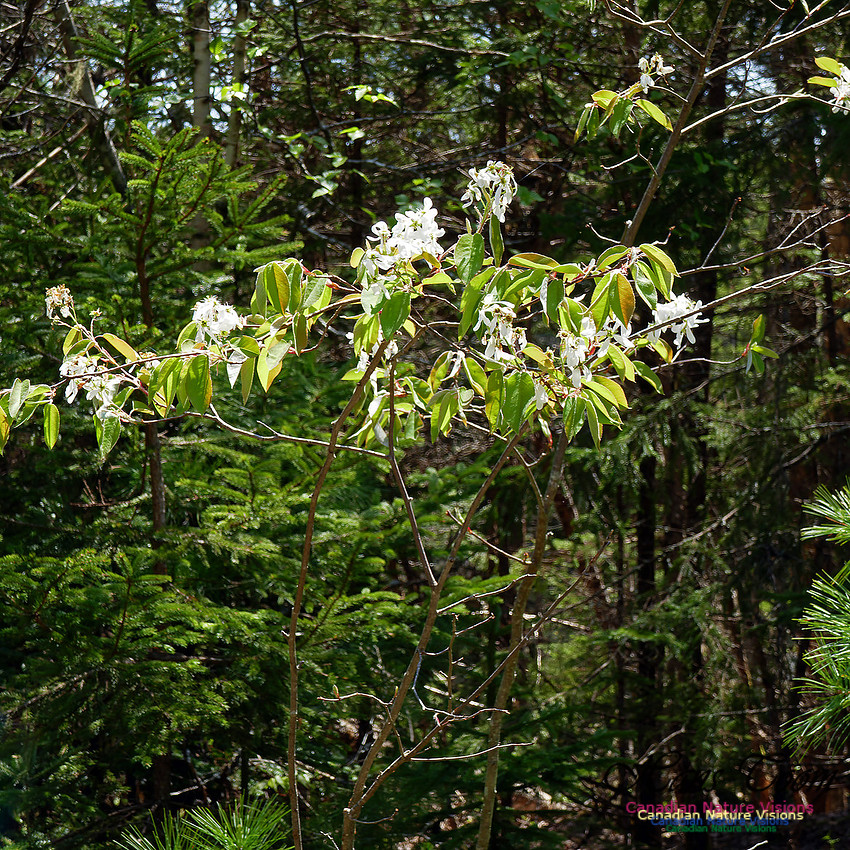 Old Annapolis Road Trail 2016