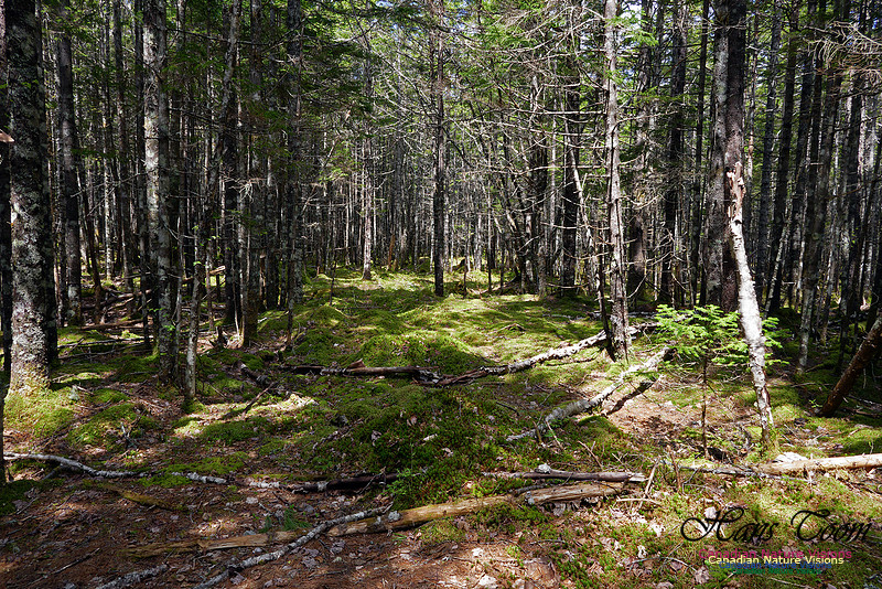 Old Annapolis Road Trail 2016