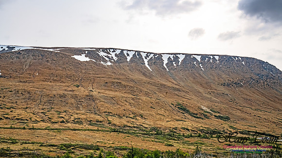 Newfoundland 108