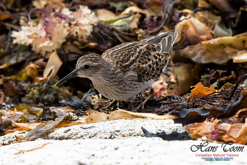 Least Sandpiper