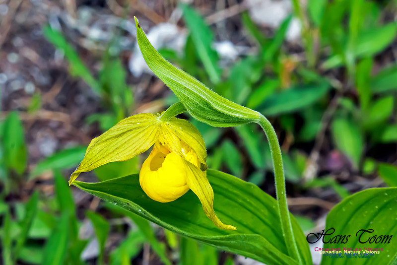 Yellow Lady's-Slipper Orchid