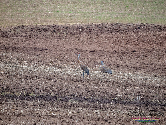 Sandhill Crane 904