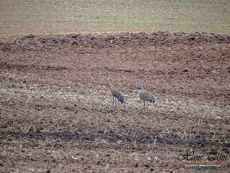 Sandhill Crane 904