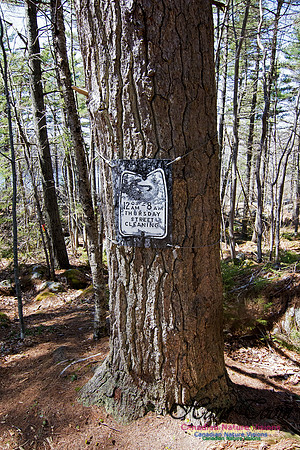 Tree Versus Trail