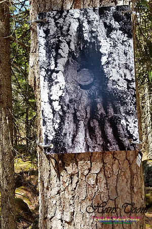 Tree Photo #5