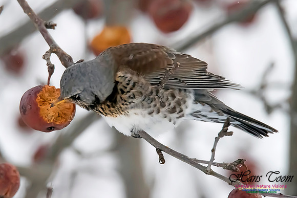 Fieldfare