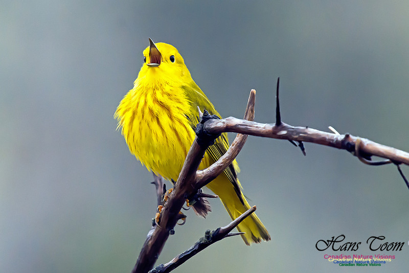 Yellow Warbler