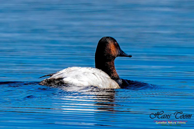 Canvasback 104