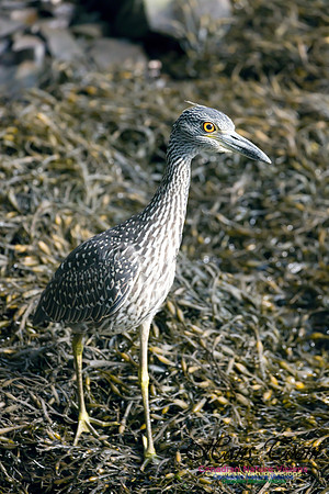 Yellow-crowned Night Heron 6
