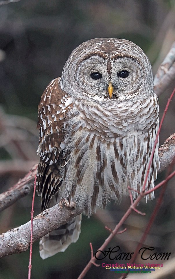 Barred Owl 1
