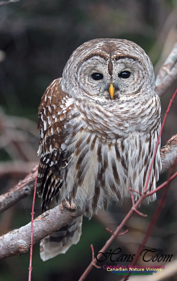 Barred Owl 2