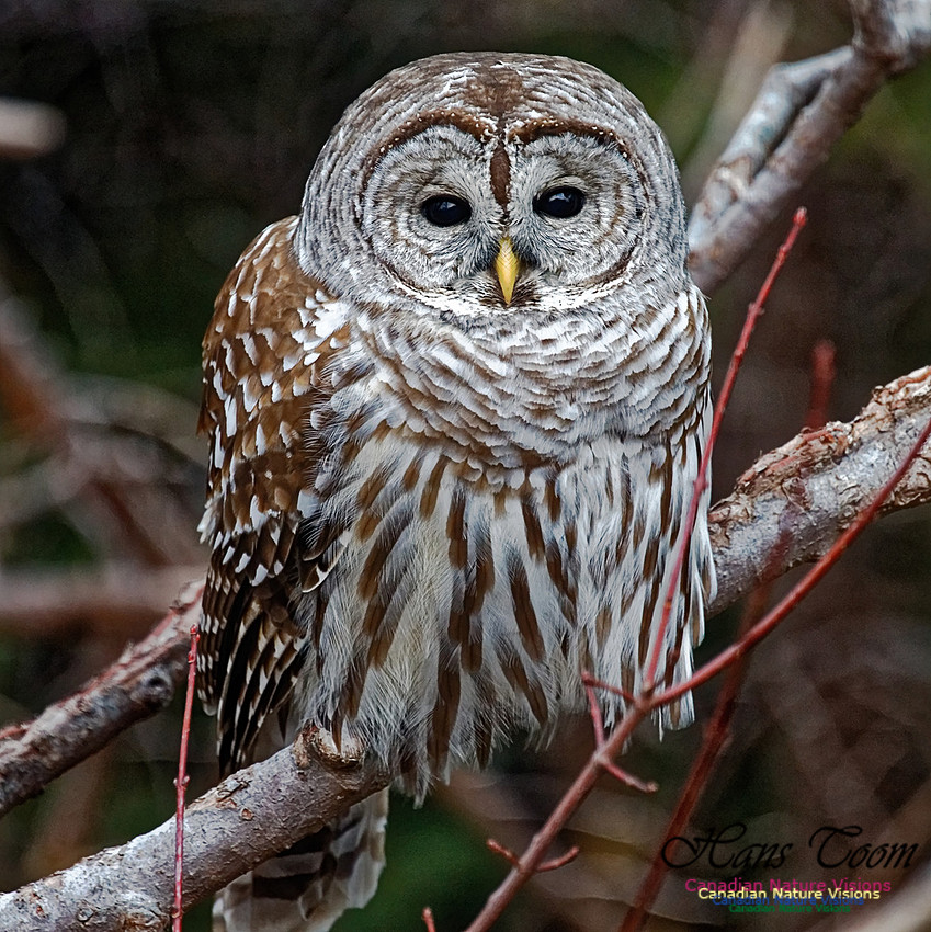 Barred Owl 4