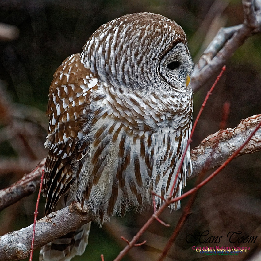 Barred Owl 5