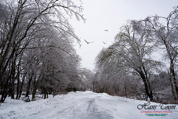 Ice Storm 2022 100