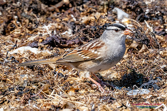 White-crowned Sparrow 301