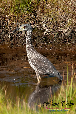 Yellow-crowned Night Heron 3