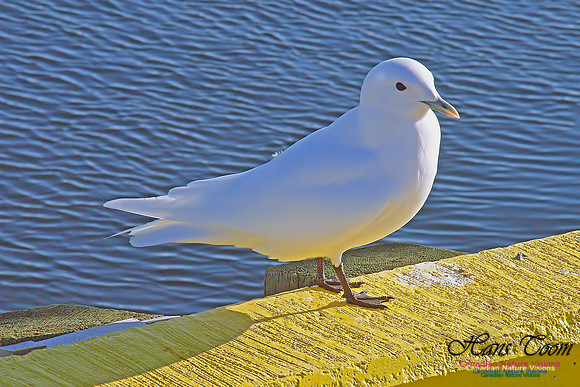 Ivory Gull
