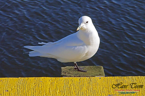 Ivory Gull
