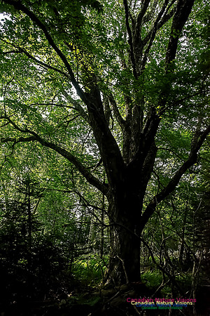 Yellow Birch