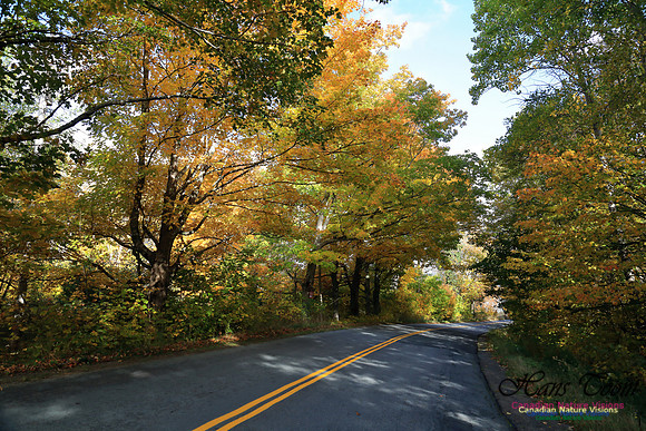 FallColours2016-1043