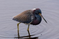 Tricoloured Heron