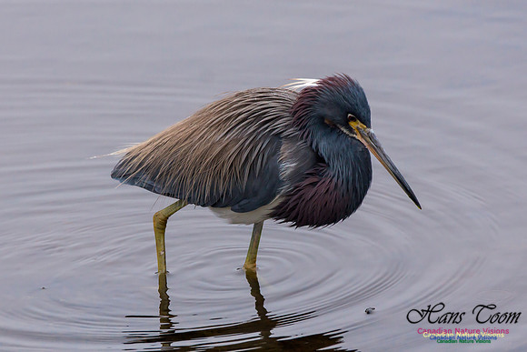 Tricoloured Heron 26