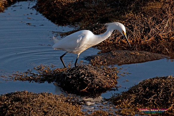 Snowy Egret
