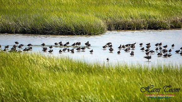 Short-billed Dowitcher 104