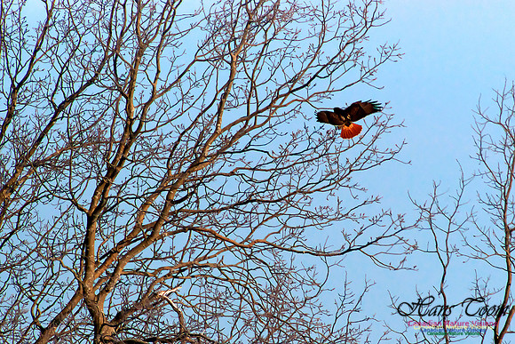 Red-tailed Hawk