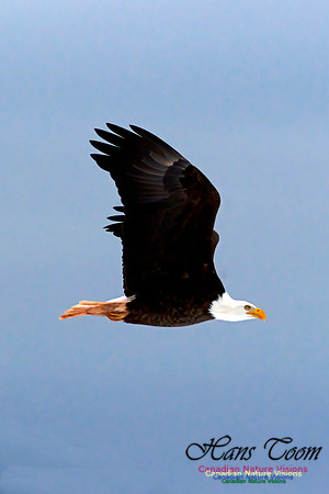 Bald Eagle