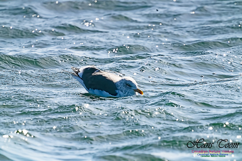 Lesser Black-backed Gull