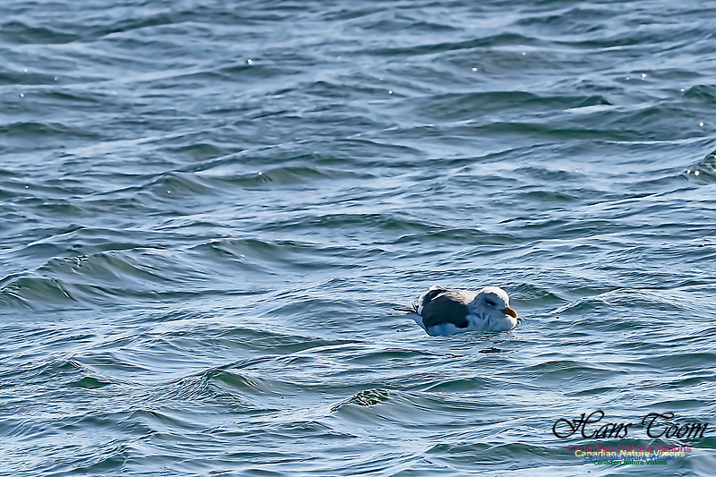 Lesser Black-backed Gull