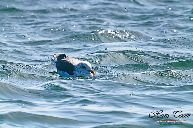 Lesser Black-backed Gull