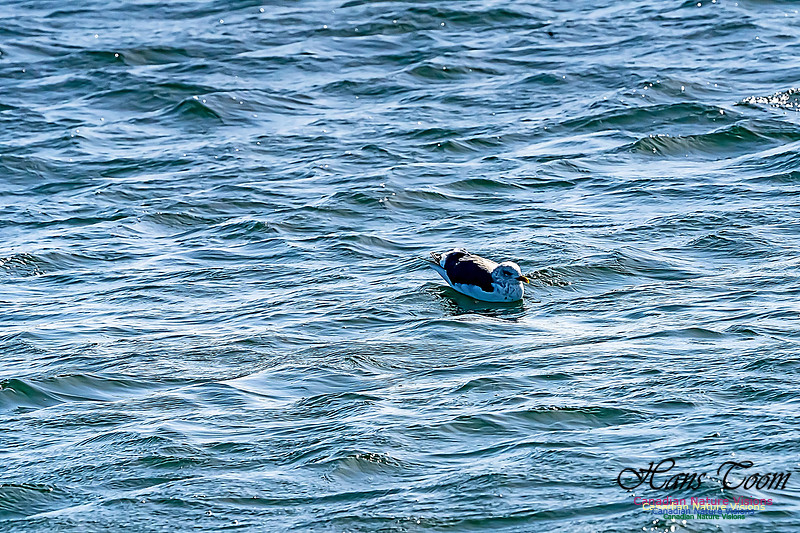 Lesser Black-backed Gull