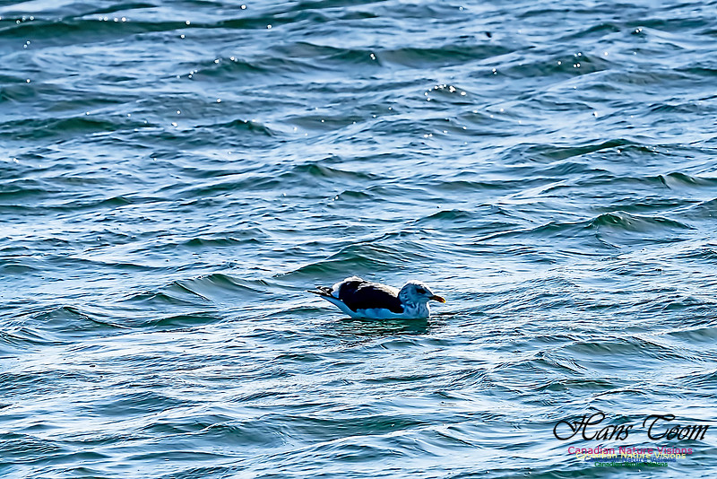 Lesser Black-backed Gull