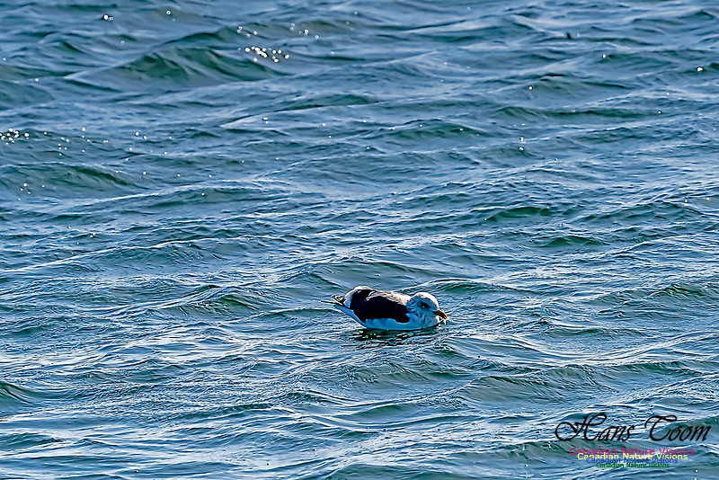 Lesser Black-backed Gull