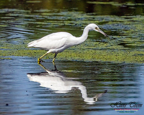 Little Blue Heron 303